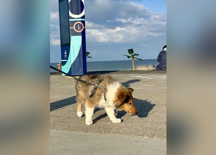 Colliewelpen im amerikanischen Typ
