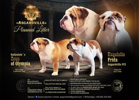Englische Bulldoggen welpen Top Pedigree FCI