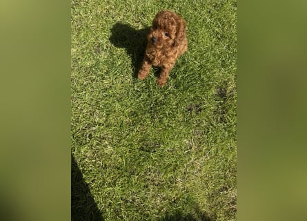 Kleine Toy Pudel rot braun (asiatische Linie)
