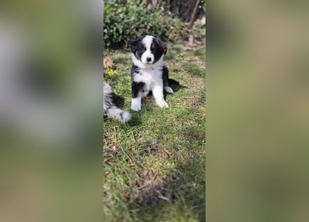 Australian Shepherd Welpen tricolor – Abgabe ab dem 28.05.2025