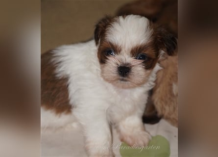 Shih Tzu Welpen