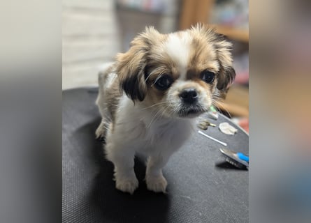 Welpe Traumhund, erzogen, sozialisiert, tolle Gene, schmusig, anhänglich, zauberhaft, Familienhund