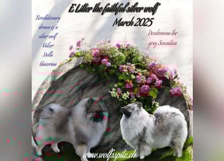 E Wurf the faithful silver wolf