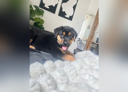 Rottweiler Schäferhund Mischling