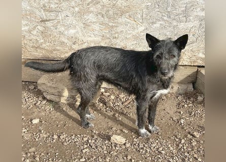 ❤️ außergewöhnliche Schönheit KORMA - 9,5 Jahre, 46cm/20kg - SchnauzerMix