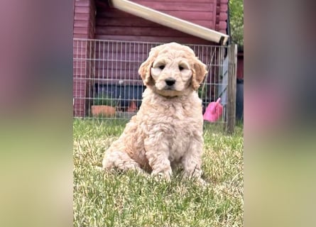schöne Labradoodle F1B Hündin sucht ihre Familie