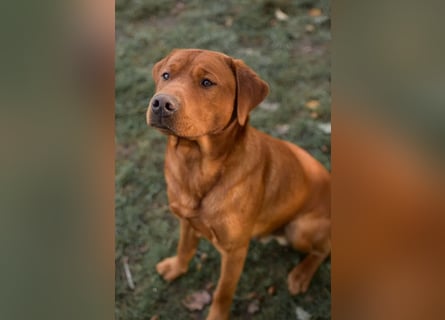Labrador Welpen in foxred und schwarz aus liebevoller Hobbyzucht