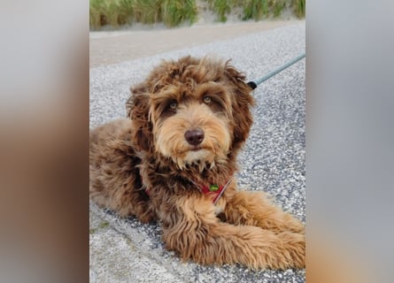 Aussiedoodle Traum ! Bezaubernde Welpen in tollen Farben aus erfahrener+überprüfter Familienaufzucht