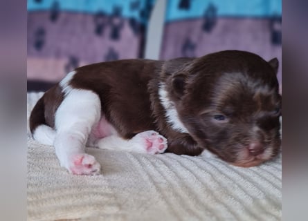 Bezaubernde Welpen aus Bolonka Zwetna und Pomeranian (Zwergspitz)