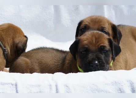wunderschöne Rhodesian Ridgeback Welpen ! ! ! absolut vitale und einwandfreie kleine Engel