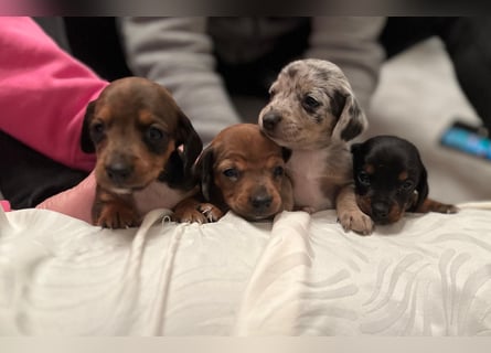 Zuckersüße Jack Russel- Dackel Welpen in liebevolle Hände abzugeben !