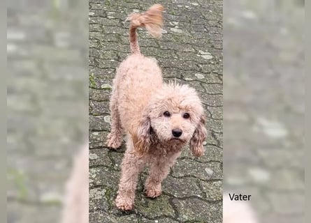 4 Rüden Zwergpudel Welpen schwarz und black and tan Pudel