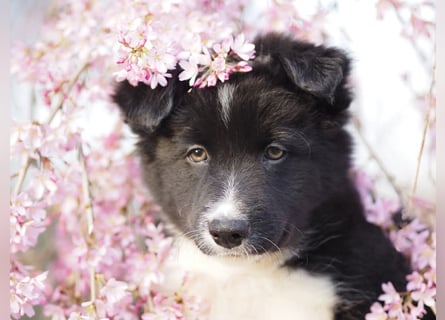 Border collie
