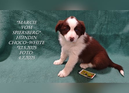 Border Collie-Welpen , black-,choco-,red-white und red-,black-merle