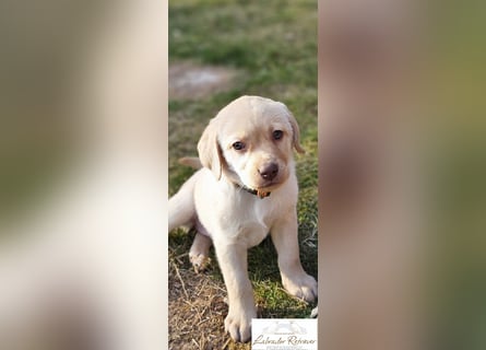 Labrador Welpen aus Körzucht
