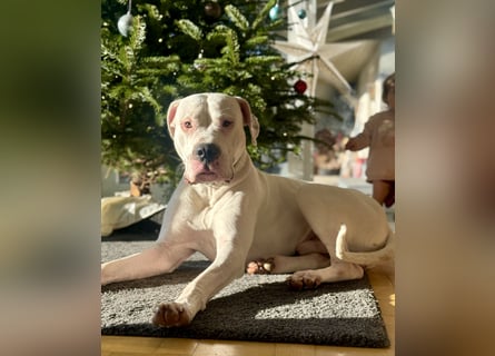 NEUE Welpen sind da.. die reinrassigen Dogo Argentinos mit Ahnenpass