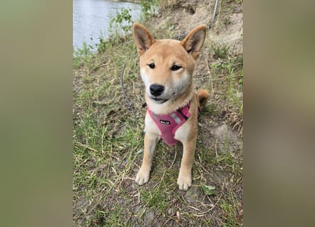 Shiba inu Welpen.   vom Haus Joe   ,Liebhaberzucht