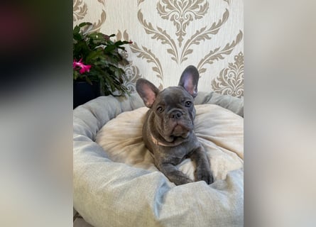 Französische Bulldoggen Welpen