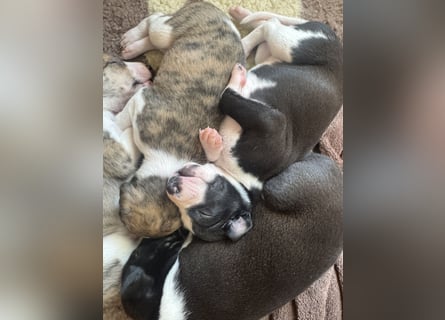 Whippets of Wind and Fire
