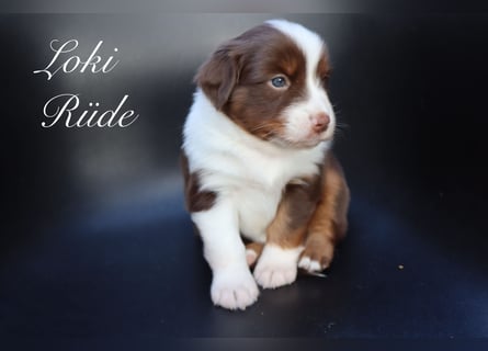 loki