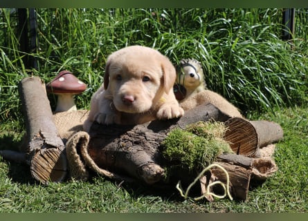Labrador Welpen mit Ahnenpass