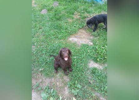 Labradoodle Welpen