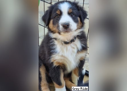 Australian Shepherd Welpen bald abgabebereit!