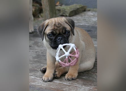 Mops 2.0 Welpen, Rüde, 13 Wochen, Ahnentafel CfdM / VDH / FCI