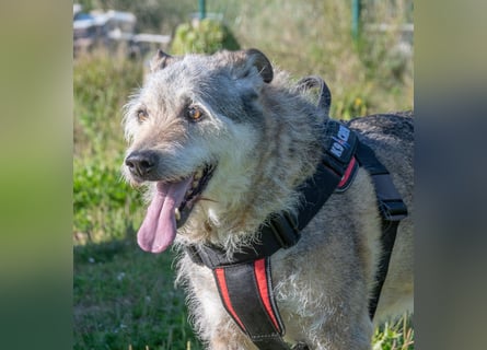 Lucky – mit Handicap
