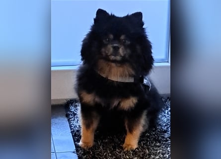 Pomeranian Boo Zwergspitz