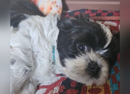 Reinrassige Shih Tzu  Welpen suchen ab 07.05. ein neues zu Hause