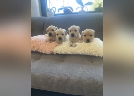 Labrador Welpen