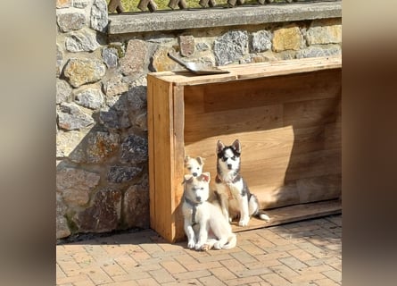 Akita/Husky Welpen