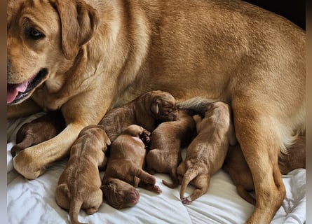 Labrador Welpen Foxred