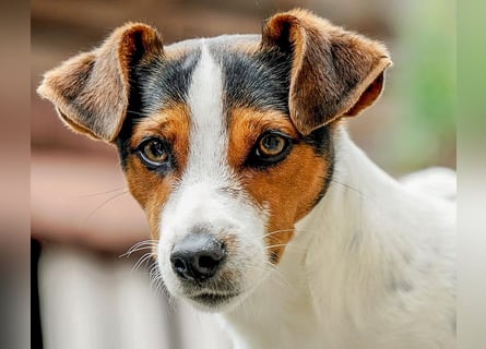 Dansk Svensk Gardhund,  Farmdog, Danky