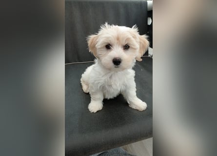Maltipoo Welpen, Rüden