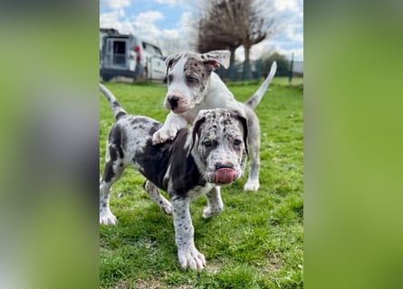 Superschöne nicht ganz reinrassige Deutsche Doggenwelpen können bald ausziehen