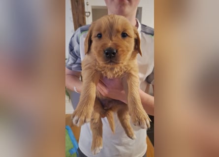 Golden Retriever Welpen