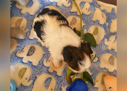 Biewer Yorkshire Terrier a la PomPon reinrassig / selten