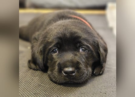 Edle Labrador Welpen (Schwarz/Foxred/Creme) mit Ahnentafel, Nachkommen von Champions