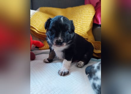 Der Bub