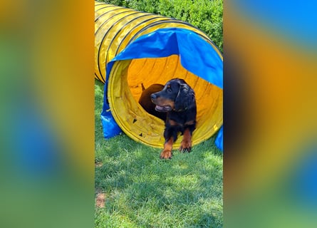 Gordon Setter Mädchen Sheila und Scarlett suchen nette Kuschelpartner