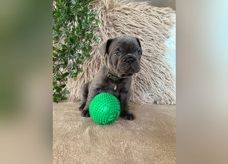 Französische Bulldoggen Welpen