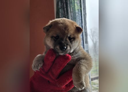 Shiba inu Welpen.   vom Haus Joe   ,Liebhaberzucht