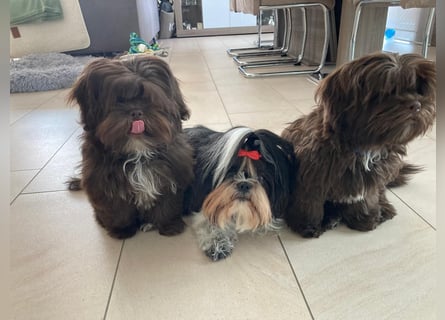 Shih-Tzu-Bolonka Welpen