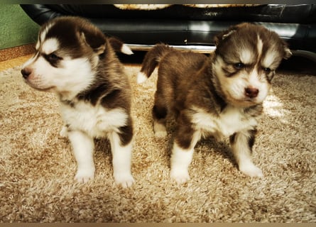 Husky Welpen 3 Rüden suchen ein Zuhause ab Mai