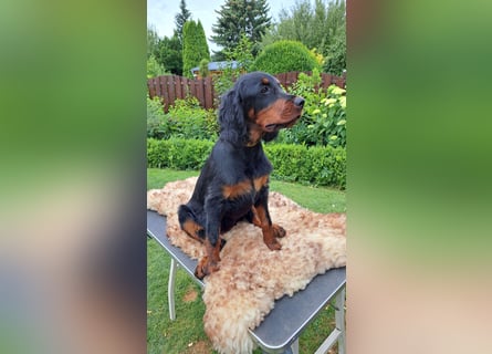 Gordon Setter Mädchen Sheila und Sally suchen nette Kuschelpartner