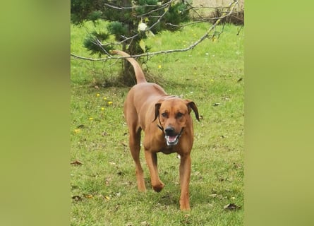 Rhodesian Ridgeback Welpen mit Papiere