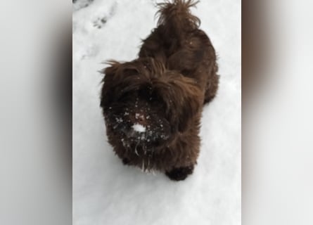 Shih-Tzu-Bolonka Welpen