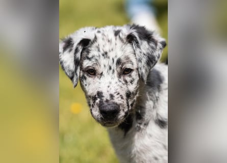 Süße Border Collie -Mudi mix Welpen